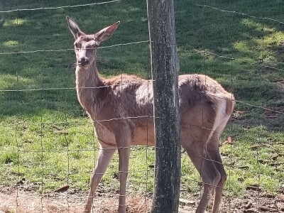 Darko Zovko, uzgoj divljači i lovni turizam