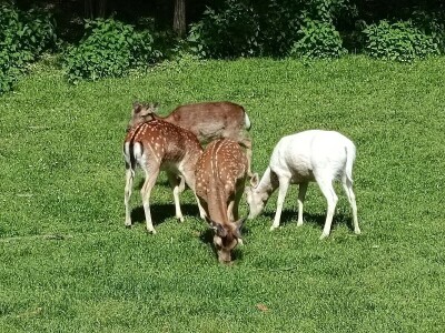 Darko Zovko, uzgoj divljači i lovni turizam