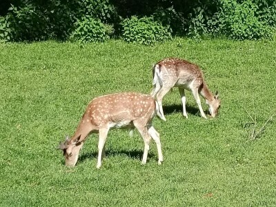 Darko Zovko, uzgoj divljači i lovni turizam