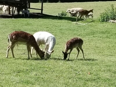 Darko Zovko, uzgoj divljači i lovni turizam