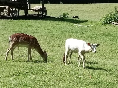 Darko Zovko, uzgoj divljači i lovni turizam