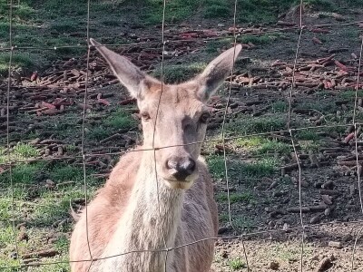 Darko Zovko, uzgoj divljači i lovni turizam