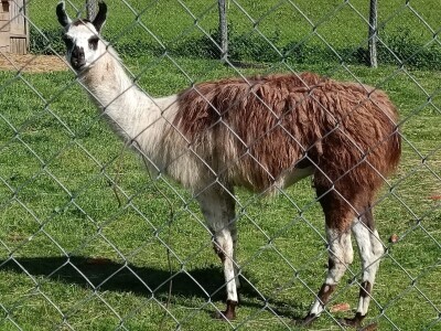 Darko Zovko, uzgoj divljači i lovni turizam