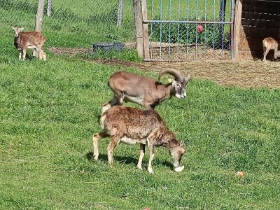 Darko Zovko, uzgoj divljači i lovni turizam