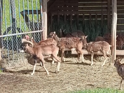 Darko Zovko, uzgoj divljači i lovni turizam