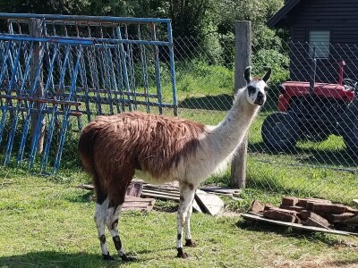 Darko Zovko, uzgoj divljači i lovni turizam