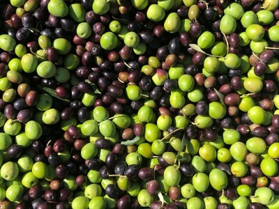 Davor Vasilj: Gorčina i pikantnost ulja ukazuju na nutritivne i zdravstvene vrijednosti maslinovog ulja