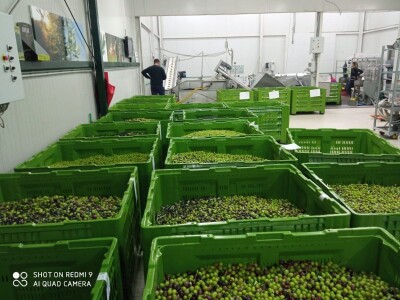 Davor Vasilj: Gorčina i pikantnost ulja ukazuju na nutritivne i zdravstvene vrijednosti maslinovog ulja