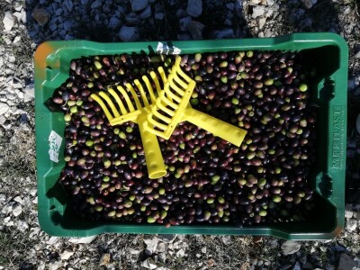 Davor Vasilj: Gorčina i pikantnost ulja ukazuju na nutritivne i zdravstvene vrijednosti maslinovog ulja