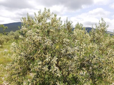 Davor Vasilj: Gorčina i pikantnost ulja ukazuju na nutritivne i zdravstvene vrijednosti maslinovog ulja