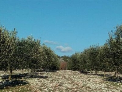Davor Vasilj: Gorčina i pikantnost ulja ukazuju na nutritivne i zdravstvene vrijednosti maslinovog ulja