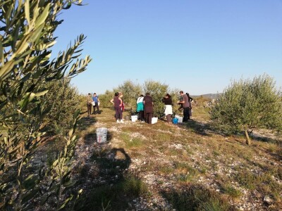 Davor Vasilj: Gorčina i pikantnost ulja ukazuju na nutritivne i zdravstvene vrijednosti maslinovog ulja