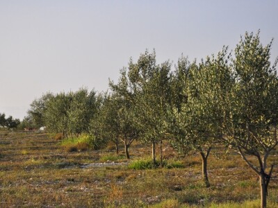 Davor Vasilj: Gorčina i pikantnost ulja ukazuju na nutritivne i zdravstvene vrijednosti maslinovog ulja