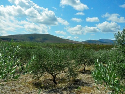 Davor Vasilj: Gorčina i pikantnost ulja ukazuju na nutritivne i zdravstvene vrijednosti maslinovog ulja