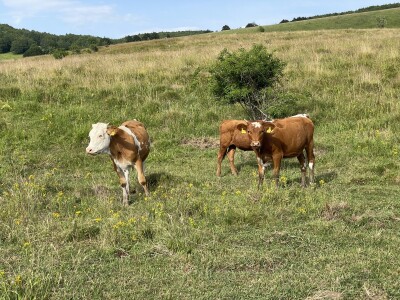 Tešija … ne objaviti još