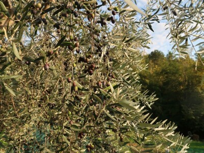 Dean Fabijančić Noćnjak