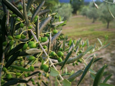 Dean Fabijančić Noćnjak