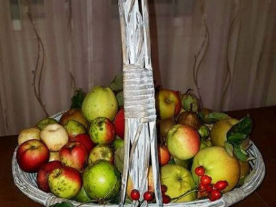 Stare sorte sa područja Šargovca