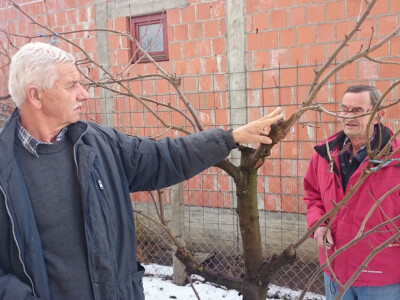 Precjepljena kruška