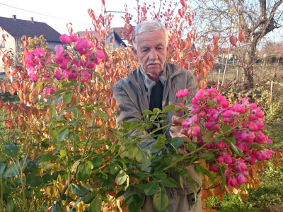 Luka rado cijepi ruže