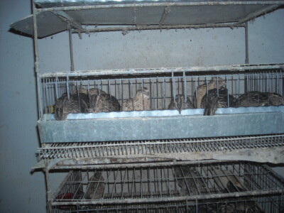 Dejan Lazić: Mala poljoprivredna gazdinstva mogu solidno da zarade