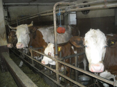 Dejan Lazić: Mala poljoprivredna gazdinstva mogu solidno da zarade