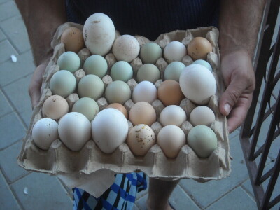 Dejan Lazić: Mala poljoprivredna gazdinstva mogu solidno da zarade