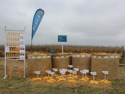 DEKALB Inovativni centar, Brođanci