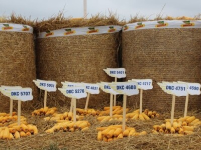 DEKALB Inovativni centar, Brođanci