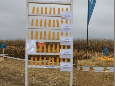 DEKALB Inovativni centar, Brođanci