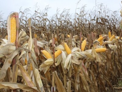 Uvijek pomno uređeni ogledni nasadi!