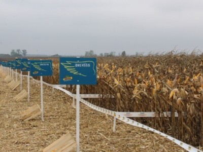 Predstavljeni brojni hibridi kukuruza