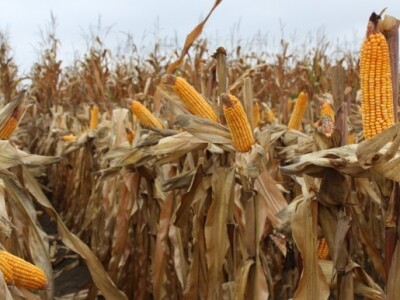 DEKALB Inovativni centar, Brođanci