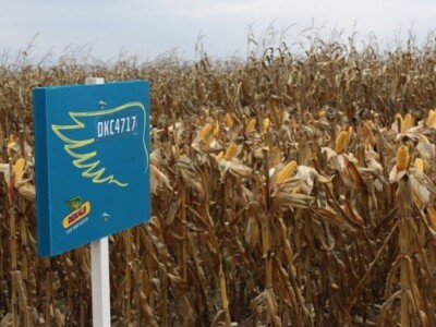 DEKALB Inovativni centar, Brođanci