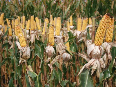 DEKALB Inovativni centar 2016.