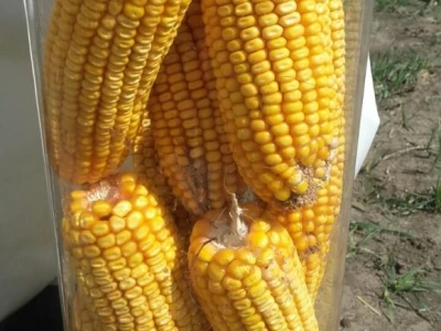 Dekalb hibridi