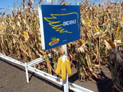 Dekalb kukuruz