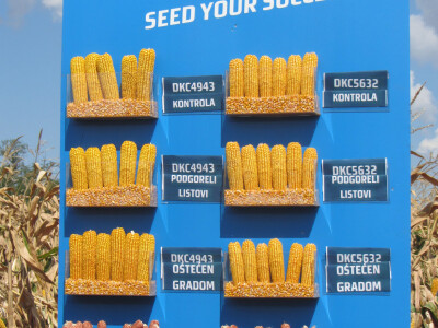 Hibridi koje predstavlja Dekalb