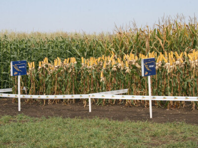 DEKALB Inovativni centar 2016.