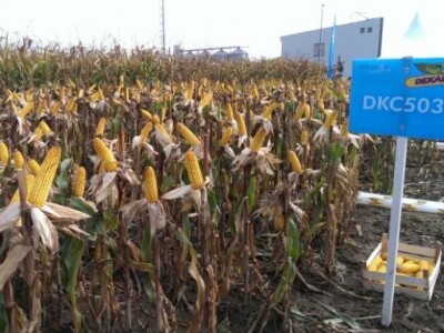 Prezentacija na Dekalb Centralnim danima polja