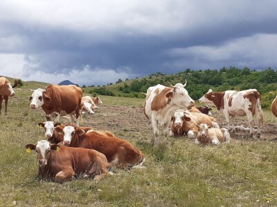 Deklaracija Alpe- Adria- Dunav GMO free