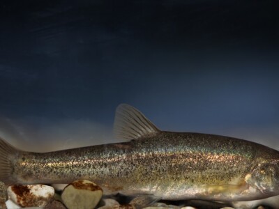 Delminichtys krbavensis Delminichtys krbavensis