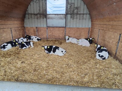 Deltina farma goveda na Petrović salašu