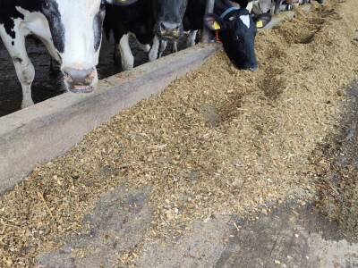 Deltina farma goveda na Petrović salašu
