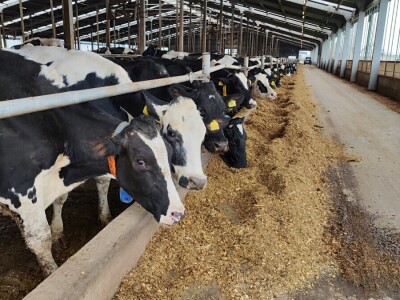 Deltina farma goveda na Petrović salašu