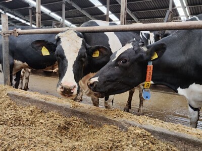 Deltina farma goveda na Petrović salašu