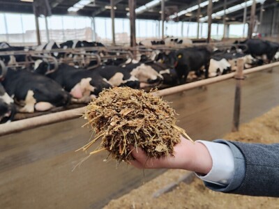 Deltina farma goveda na Petrović salašu