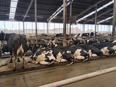 Deltina farma goveda na Petrović salašu