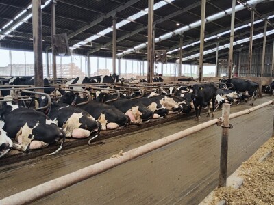 Deltina farma goveda na Petrović salašu