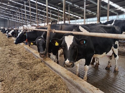 Deltina farma goveda na Petrović salašu